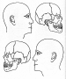 cabeza, lateral